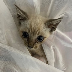 1ヶ月のジャムネコちゃん。