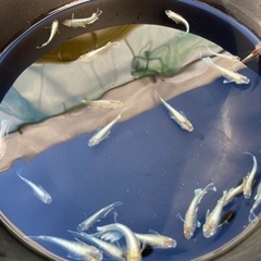 メダカ　レッドクリフダークタイプ20匹