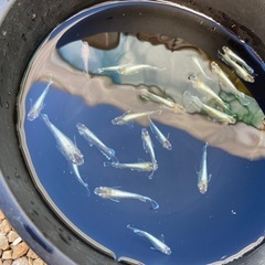 メダカ　レッドクリフダークタイプ20匹の画像