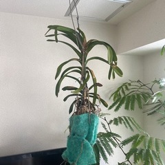 パンダ　2品種セットの画像