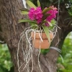 パンダ　2品種セットの画像