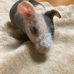 【1匹1万円】スキニーギニアピッグ⭐️ベビー