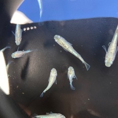 メダカ　スズラン12匹ダルマ体型入りの画像