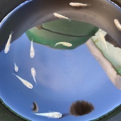 メダカ　スズラン12匹ダルマ体型入り