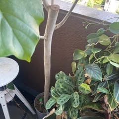 ウンベラータ　（大）の画像