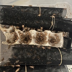 ヨーロッパイエコオロギ　（イエコ）100匹　Sサイズ　直接引き取...