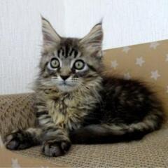 メインクーンの子猫　ブラウンちゃん