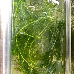 水草、メダカなどの水槽に適合しています