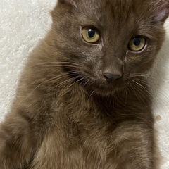 【譲渡先決まりました！ありがとうございます♡】珍しい 焦げ茶猫 こげ茶猫 ♡  − 福岡県