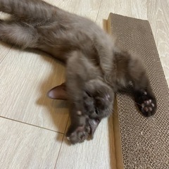 【譲渡先決まりました！ありがとうございます♡】珍しい 焦げ茶猫 こげ茶猫 ♡  - 里親募集