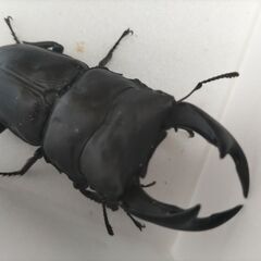 ☆★☆国産オオクワガタ　能勢YG大型血統　♂85up☆★☆