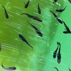 完売　引き取り限定　格安メダカ　30円から