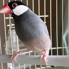 文鳥