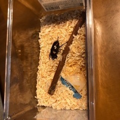 ニジイロクワガタ2 ホワイトアイの画像