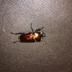 ニジイロクワガタ2 ホワイトアイ