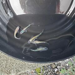 改良メダカの画像