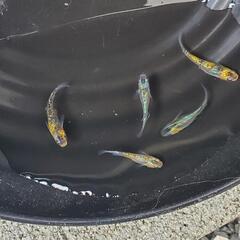 改良メダカの画像