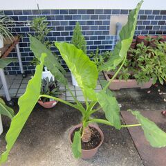 ★クワズイモ（小）「佛手蓮」８号鉢：人気の観葉植物！の画像