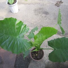 ★クワズイモ（小）「佛手蓮」８号鉢：人気の観葉植物！の画像