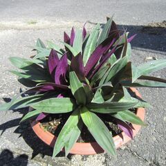 ★ムラサキオモト：人気の観葉植物：葉の裏がムラサキ！の画像