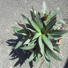 ★ムラサキオモト：人気の観葉植物：葉の裏がムラサキ！の画像