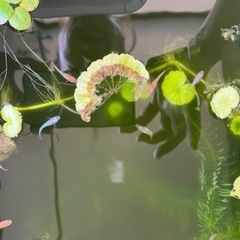 王華メダカ