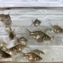 【15匹500円】金魚　オランダ獅子頭　稚魚　の画像