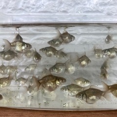 【15匹500円】金魚　オランダ獅子頭　稚魚　の画像