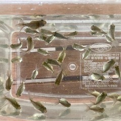 【15匹500円】金魚　オランダ獅子頭　稚魚　の画像
