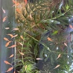 ダルマめだか