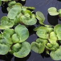 ホテイアオイ　一株¥50