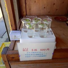 幹之　５匹　５００円