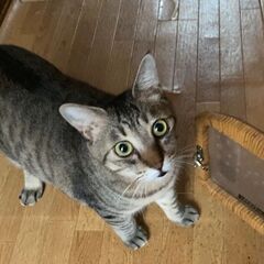 ママさんが天国に行ってしまって兄妹二人残されて…さみしいです。だ...