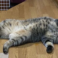 ママが亡くなってしまい、兄猫ちゃんと2人で頑張ってます。だれかだ...