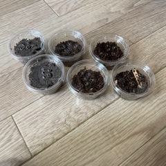 【幼虫6頭、3頭でも可】オオクワガタ　能勢YG　値下げ交渉可能で...