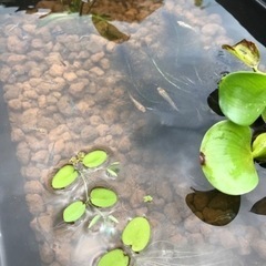 NO.1 めだか　ビオトープ　飼育セット　ミックスめだか10匹の画像