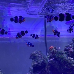 ブラックオセラリス×カクレクマノミのブリード個体 海水魚②の画像