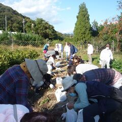 【10/15明石・西神中央発】秋の味覚収穫体験　サツマイモ掘り＆...
