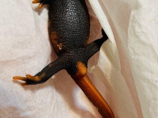 【早い者勝ち】コイチョウイボイモリ セミアダルト♀