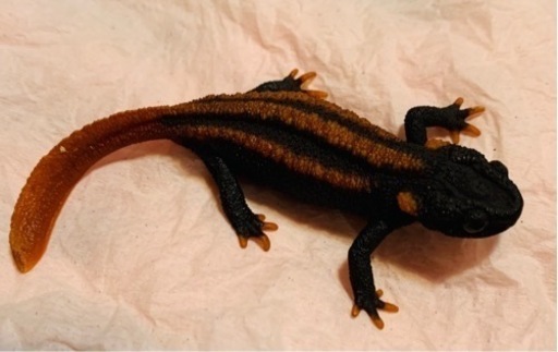 【早い者勝ち】コイチョウイボイモリ セミアダルト♀