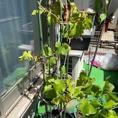 (お譲り先決まりました)巨峰ピオーネの鉢植え