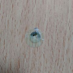 【決まりました】カラーボックス　カーテン付きの画像