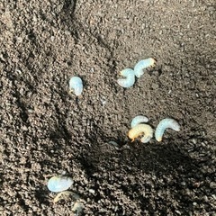 国産カブトムシ幼虫