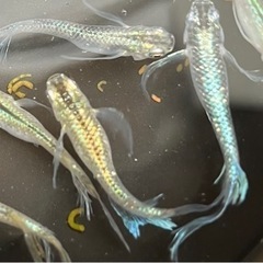 ✨めだか　緑光ヒレ長(森の妖精)　5匹の画像