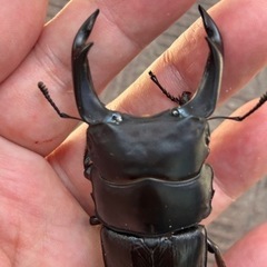 オオクワガタ新成虫ペア　能勢SR  商談中の画像