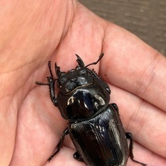 オオクワガタ新成虫ペア　能勢SR  商談中の画像