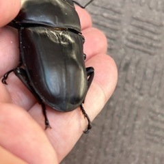 オオクワガタ新成虫ペア　能勢SR  商談中の画像