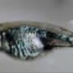 【サウザーメダカ】黒衣(くろごろも)の画像