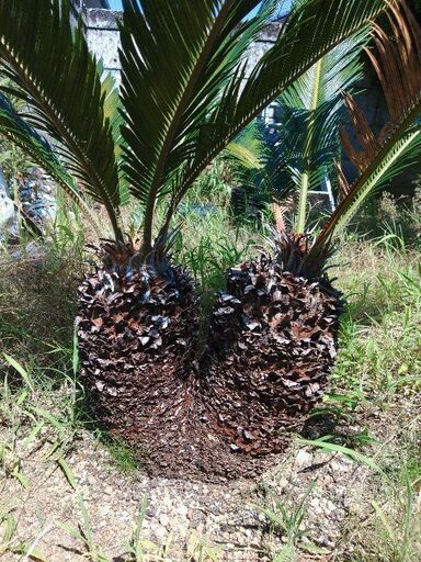 お安く致しました。とってもハート形なソテツ