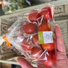 【今日採れ】 ミニトマト🍅【無農薬】